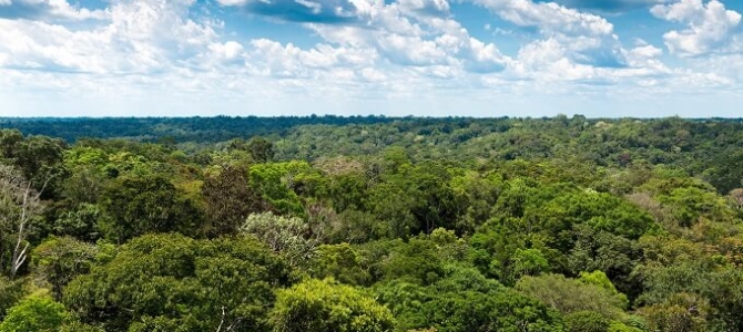 Consideal Consultoria esteve presente na VII Feira Internacional da Amazônia – FIAM e participou do Matchmaking